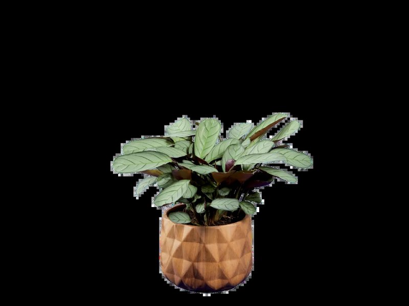 Plantas Verdes Mix Vaso Em Cerâmica