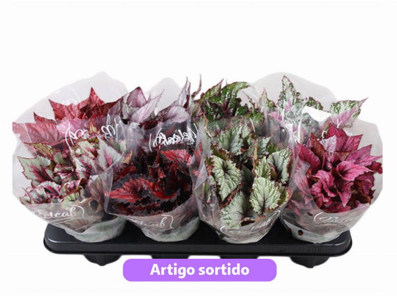 Begonia Rex Mix Vaso 12 Modelos Sortidos