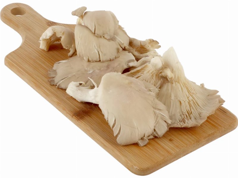 Cogumelos Pleurotus Kg