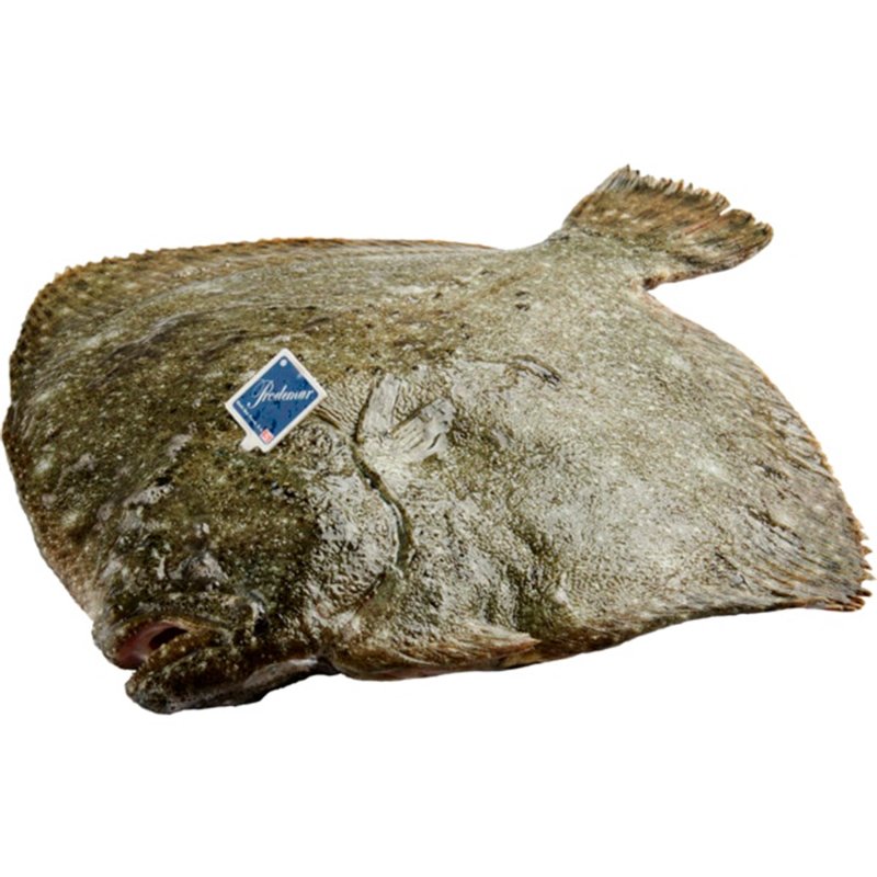 Pregado Aquicultura Peso Aproximado Por 1.5 kg