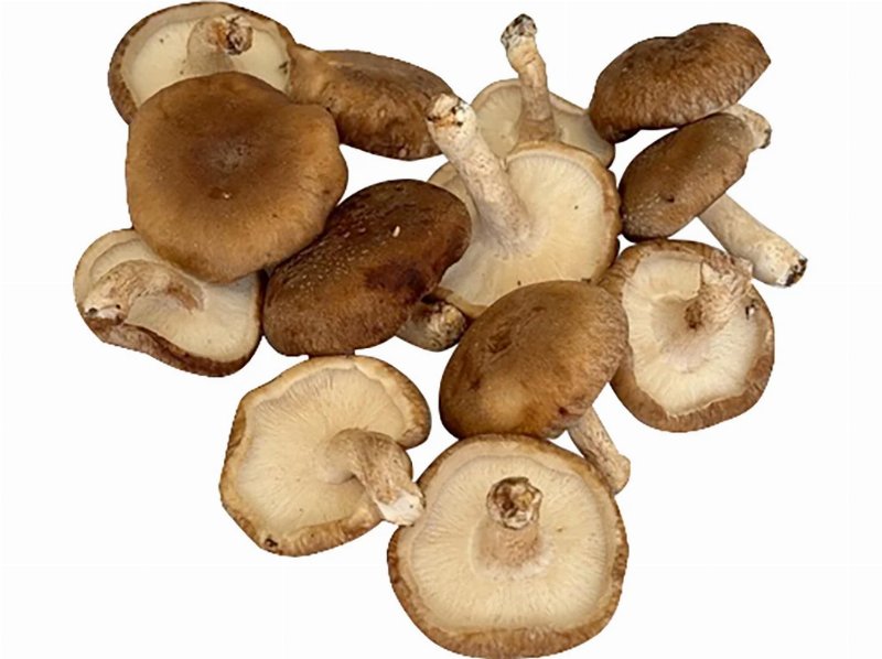 Cogumelos Shitake (Economia Circular) Produto Local Kg