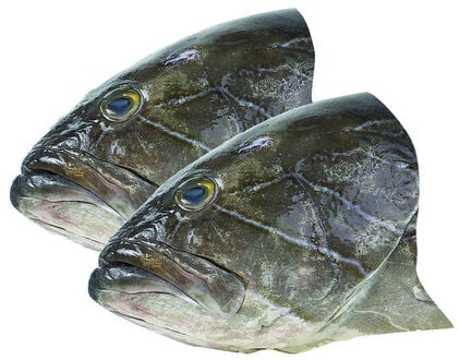 Cabeça De Garoupa Fresca Nossa Peixaria 0.8Kg