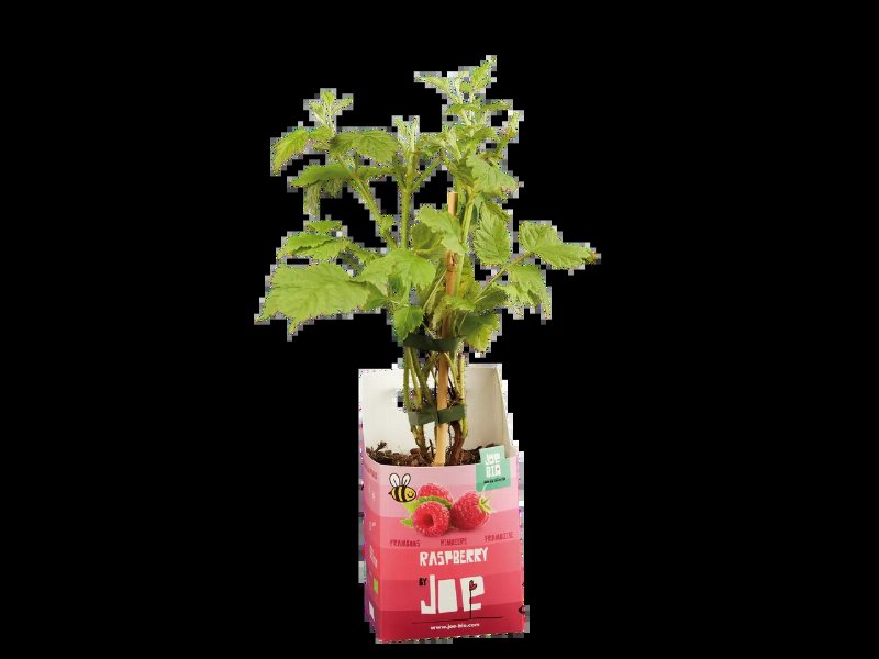Arbusto De Frutos Silvestres
