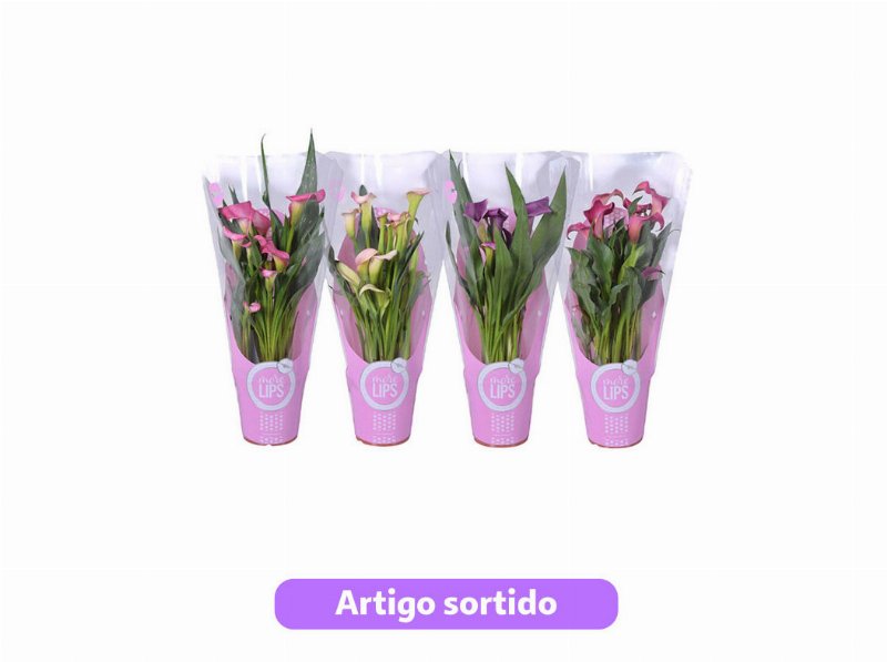 Zantedeschia (Calla) Morelips Vaso 12 Cores Sortidas