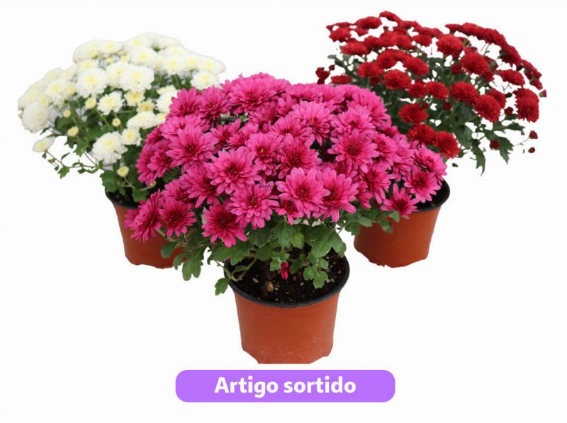 Crisântemo (Chrysanthemum Sp.) Vaso 12 Cores Sortidas