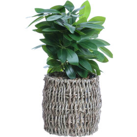 Planta Artificial Com Folhas Oliveira Kasa