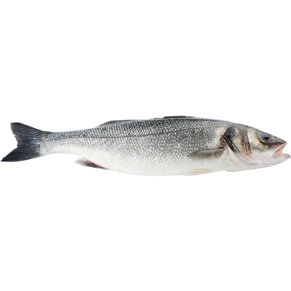 Robalo Fresco Selvagem Peso Aproximado Por 1.5 kg