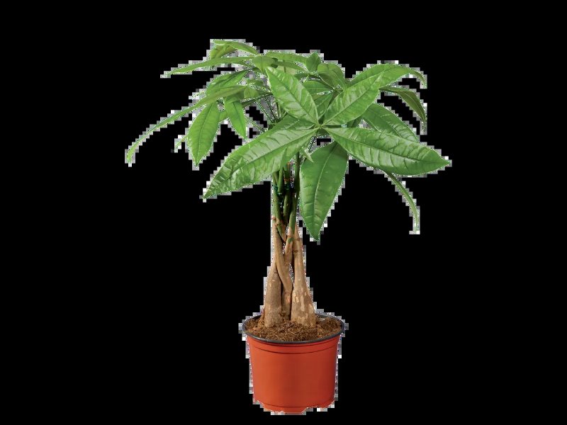 Ficus Ginseng/ Pachira
