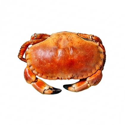 Sapateira Cozida Nossa Peixaria 0.8Kg