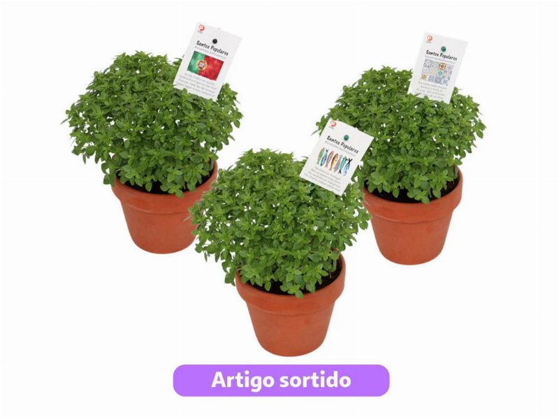Manjerico Com Quadra Vaso De Barro 12 Modelos Sortidos