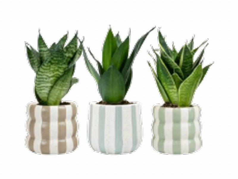 Sansevieria Mini Em Vaso De Cerâmica