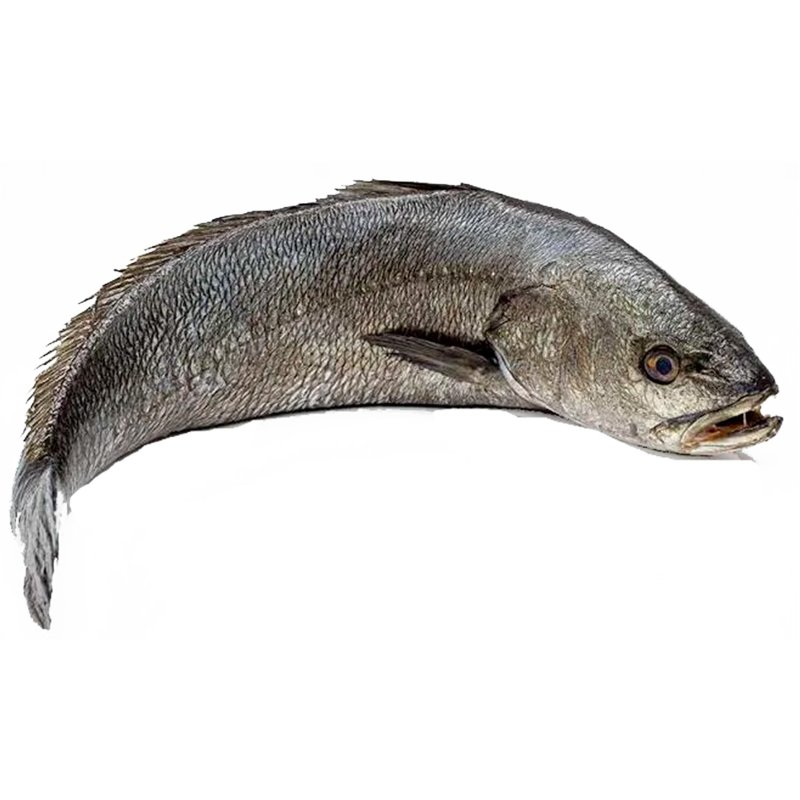Corvina Peso Aproximado 1.5 kg