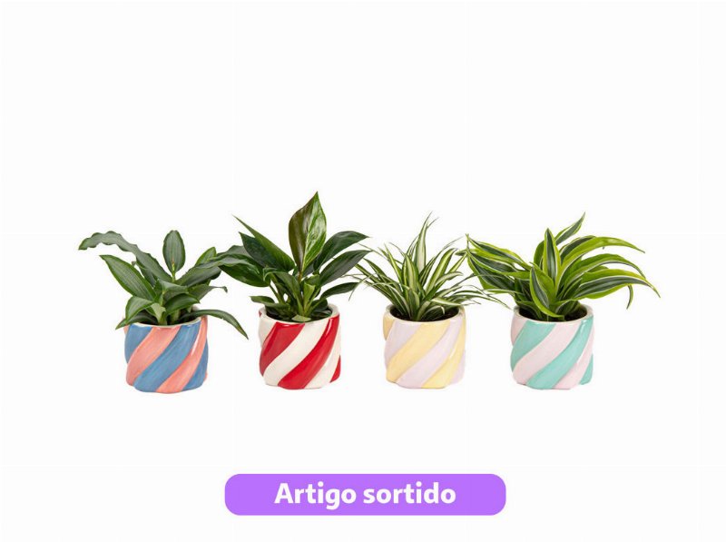 Mini Plantas Verdes Mix Oferta Vaso Ceramica Vaso 6 Modelos Sortidos