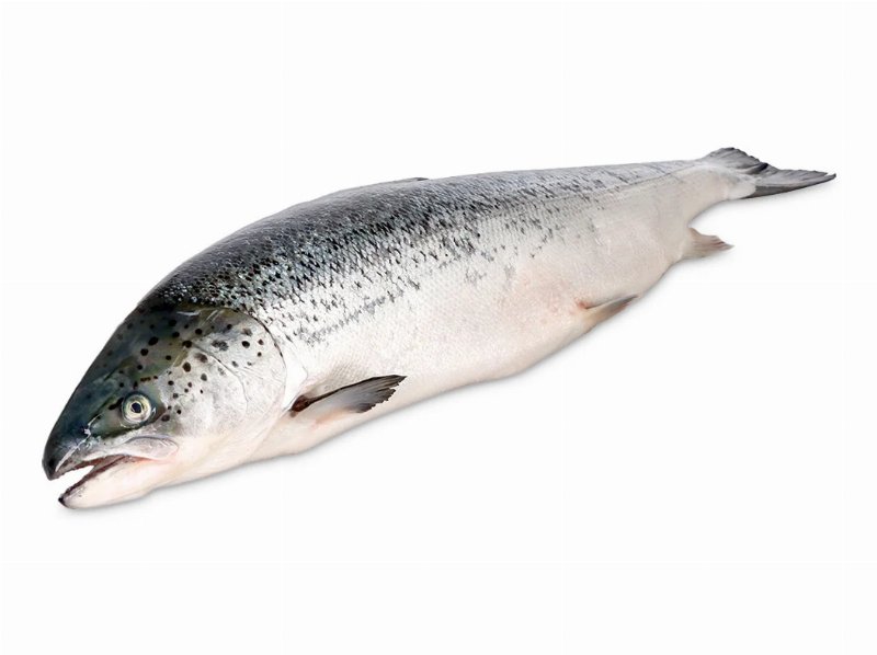 Salmão Fresco Inteiro 2 kg A 3 kg