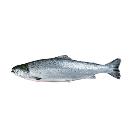 Salmão Inteiro Fresco Nossa Peixaria 4.2Kg