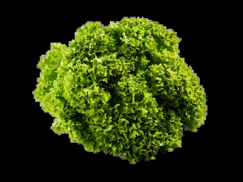 Alface Frisada Nacional