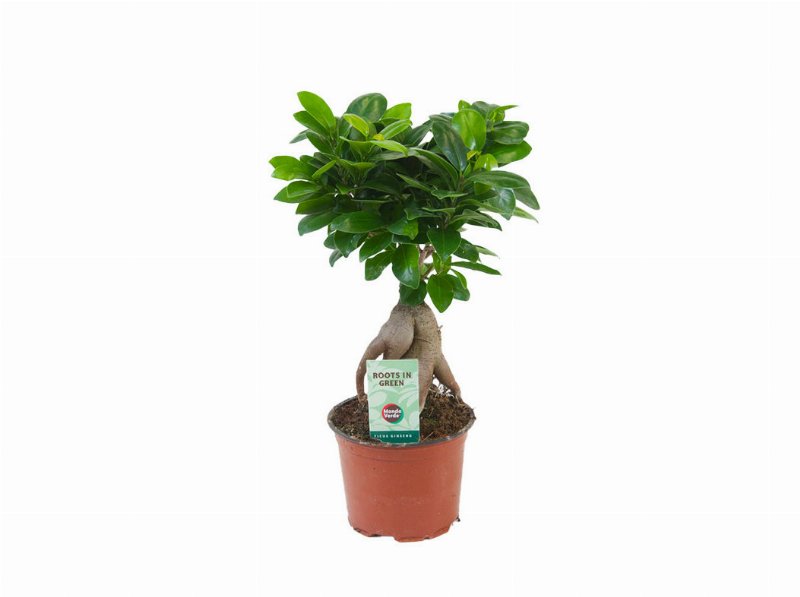 Ficus Ginseng Vaso 12