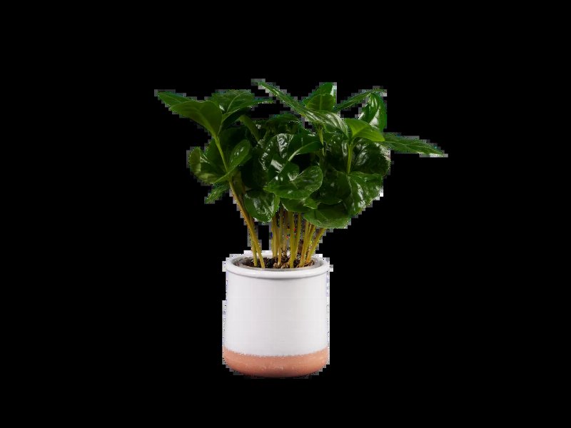 Plantas Verdes Com Reserva De Água