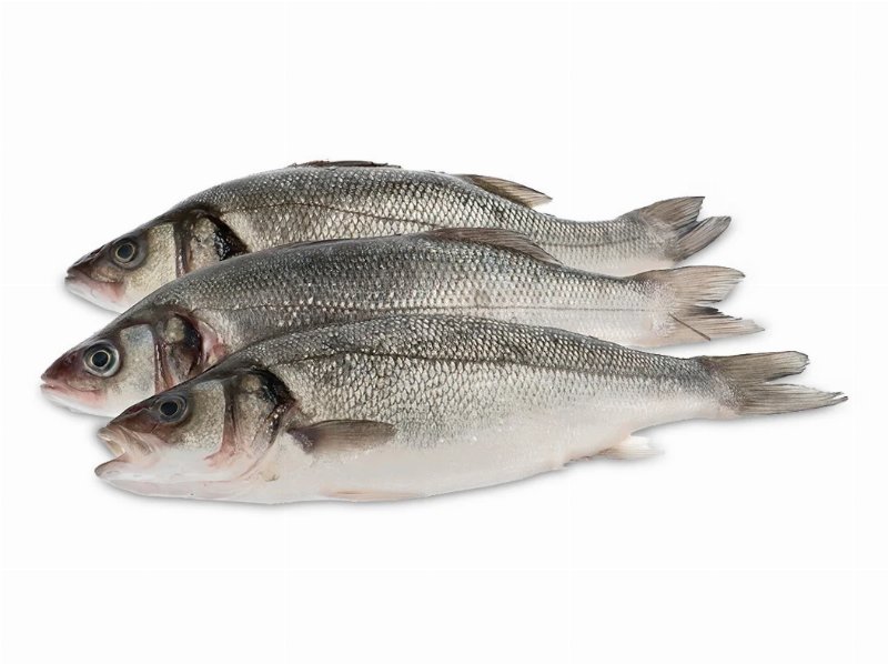 Robalo Fresco Inteiro 300/600 kg