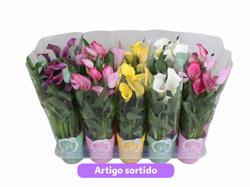 Zantedeschia Aethiopica (Jarro) Vaso 12 Cores Sortidas