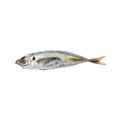 Carapau Pequeno Fresco Nossa Peixaria 0.13Kg