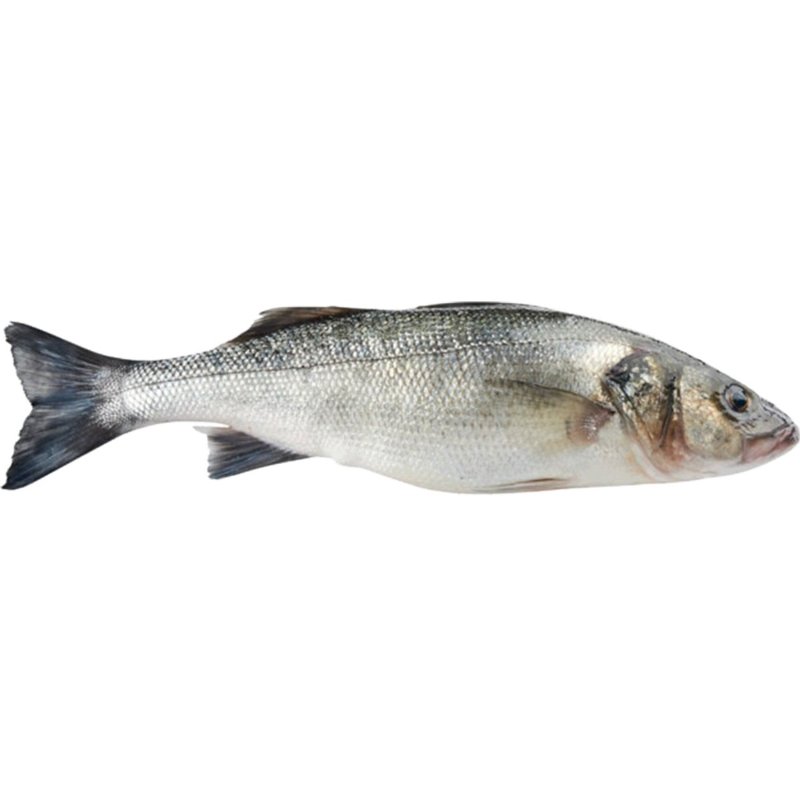 Robalo Nacional  Aquicultura Peso Aproximado 800 g