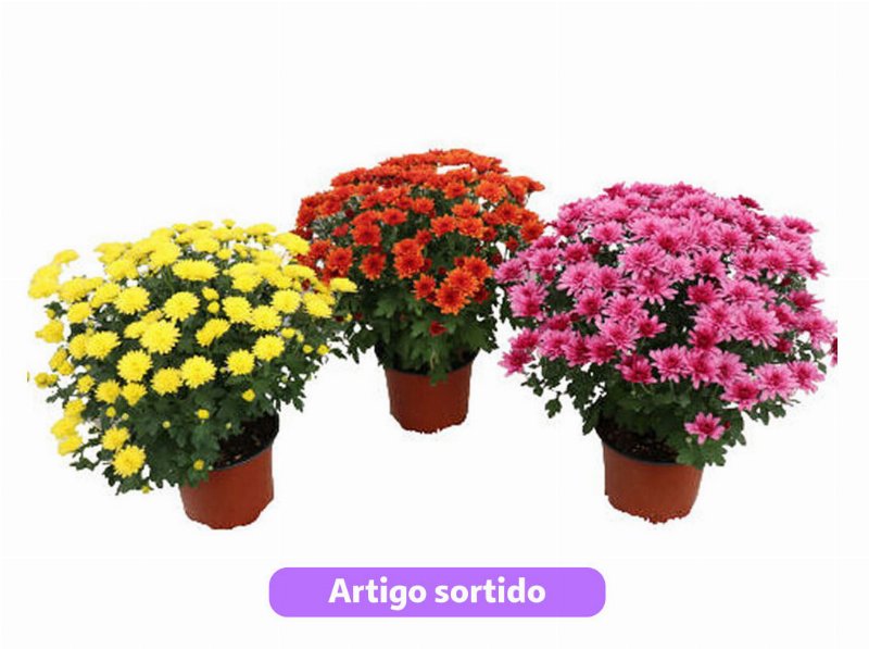 Crisântemo (Chrysanthemum Sp.) Vaso 14 Cores Sortidas