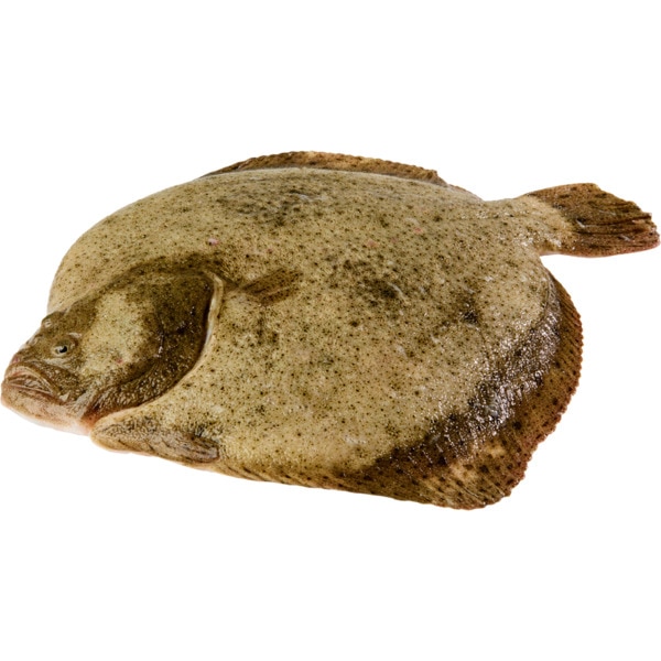 Pregado De Mar Peso Aproximado Por 1.5 kg
