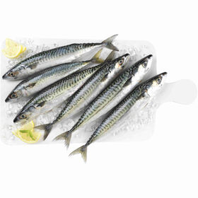Sarda Grande Fresca