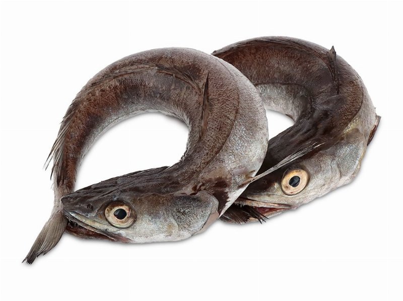 Pescada Média Marmota Kg