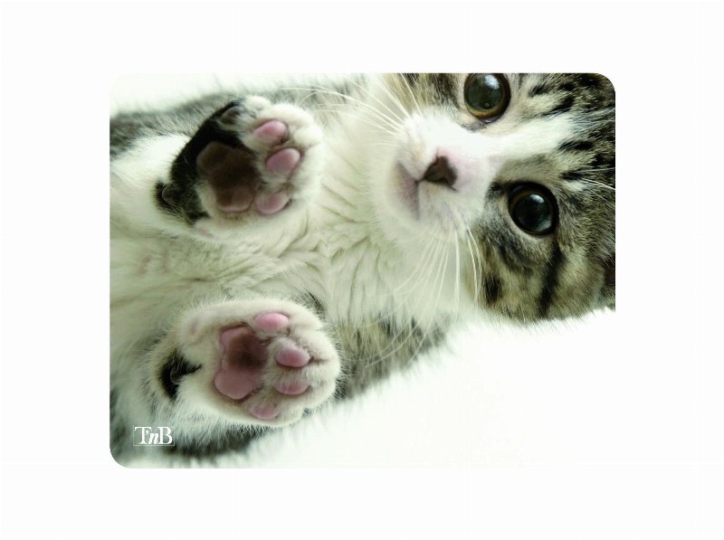Tapete Rato Tnb Tskitty 22X18