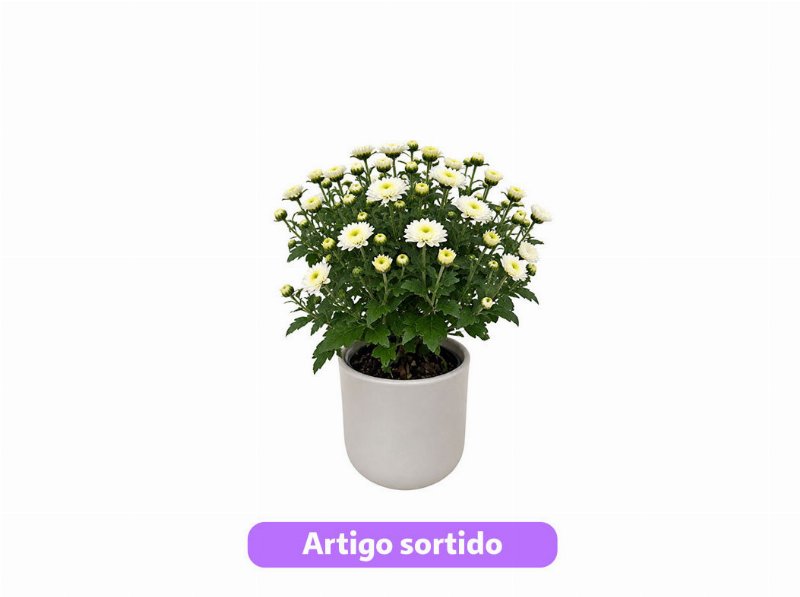 Chrysanthemum Mix Oferta Vaso Cerâmica Vaso 12 Modelos Sortidos