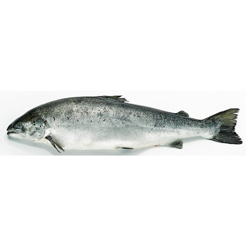 Salmão Da Noruega Peso Aproximado 2.5 kg