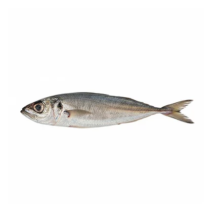 Carapau Médio Fresco Nossa Peixaria 0.21Kg