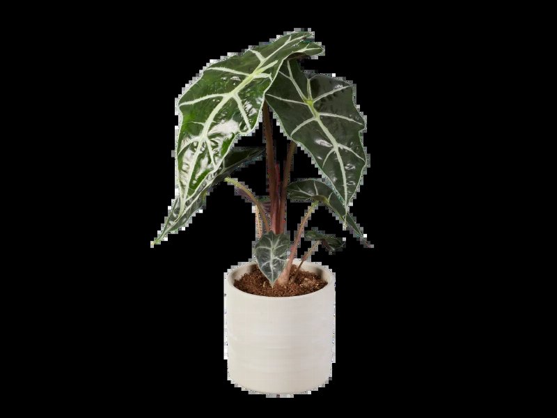 Plantas Verdes Cerâmica