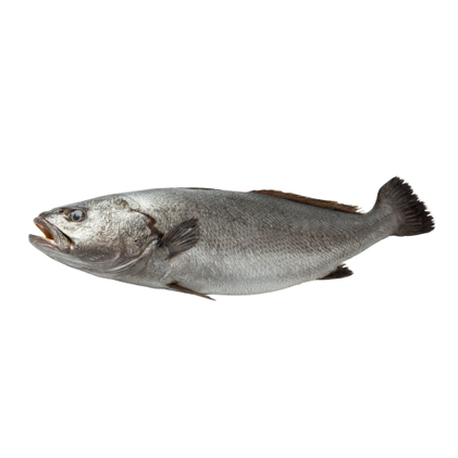 Corvina Fresca Nossa Peixaria 2.6Kg