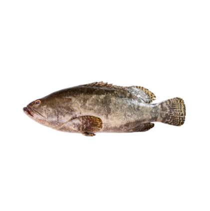 Garoupa Pequena Fresca Nossa Peixaria 2Kg
