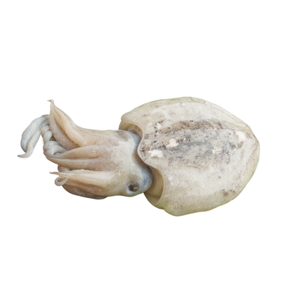 Choco Fresco Nossa Peixaria 0.9Kg