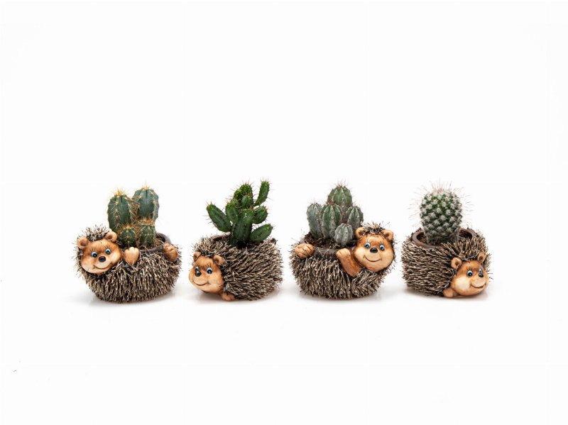 Mini Cactus Oferta Vaso Ouriço Vaso 6Cm Modelos Sortidos