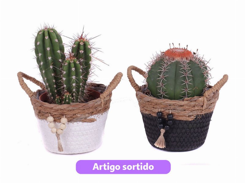 Cacto Com Oferta De Cesta Tokelau Vaso 14 Modelos Sortidos