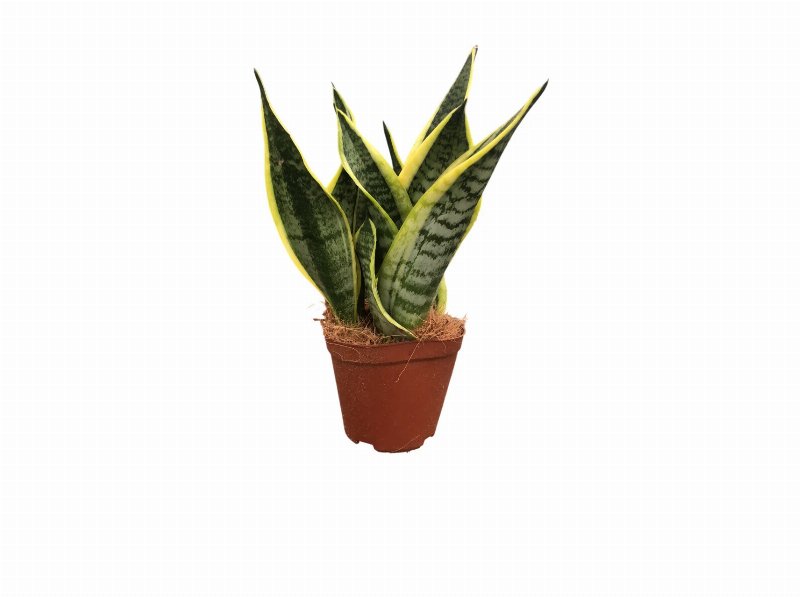 Sansevieria (Espada-De-São Jorge) Vaso 12