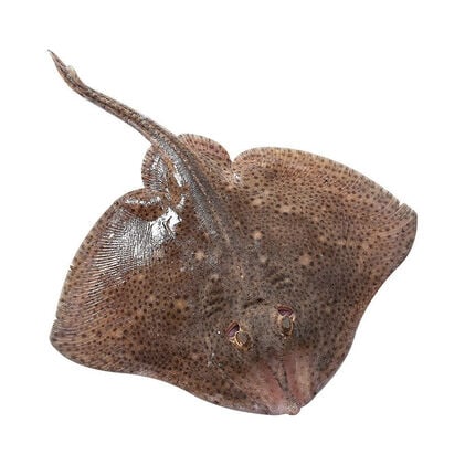 Posta De Raia Fresca Nossa Peixaria 0.3Kg
