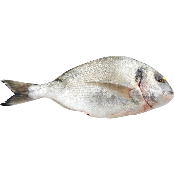Dourada Do Mar Peso Aproximado Por 1.5 kg