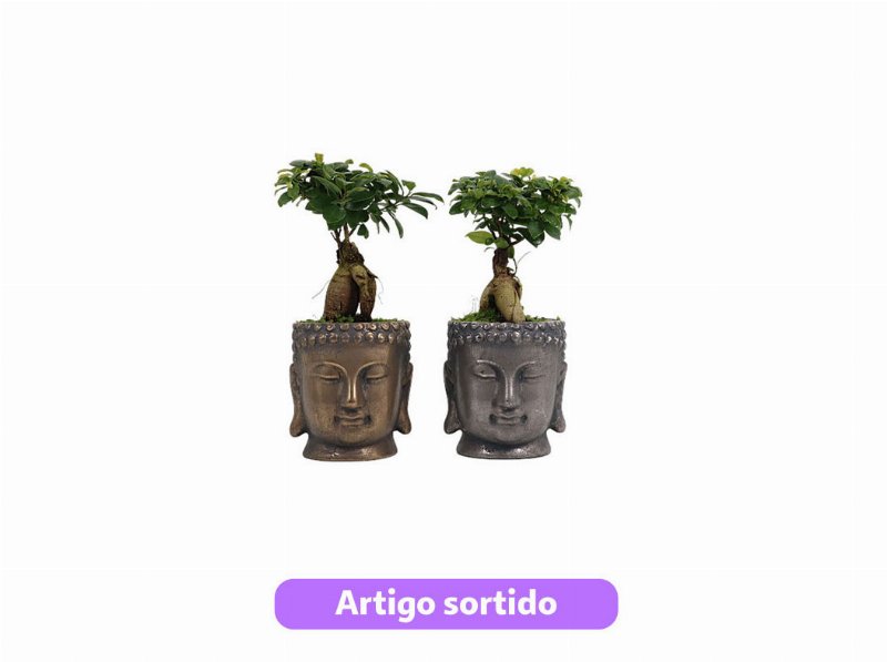 Ficus Ginseng Médio Oferta De Vaso Buda Vaso 12 Modelos Sortidos