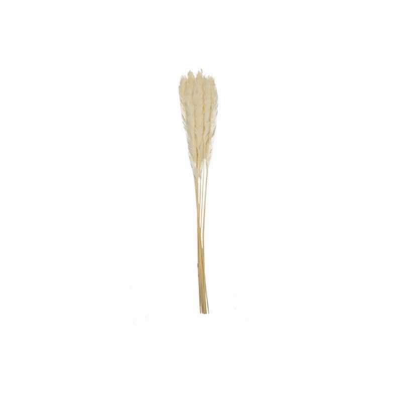 Hkh Conjunto De 6 Pampas Naturais Decorativas 60 Cm