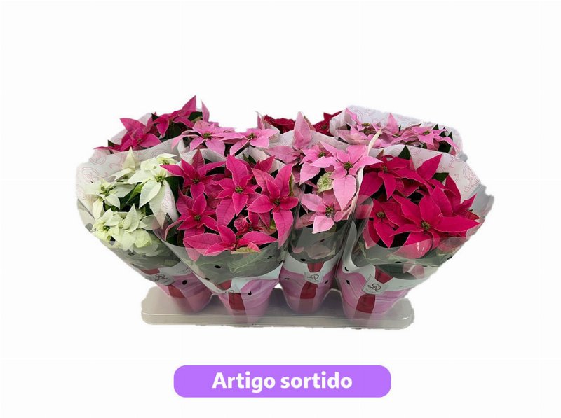 Princettia Mix Vaso 12 Cores Sortidas