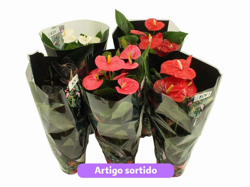 Anthurium Andraeanum Vaso 17 Modelos Sortidos