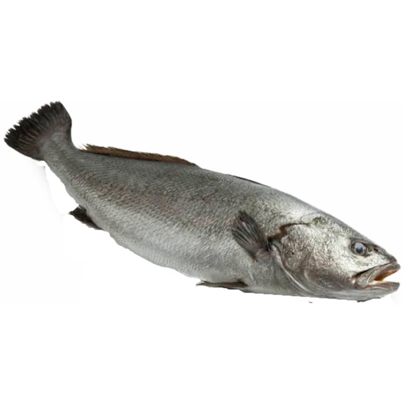 Corvina Inteira Selvagem Peso Aproximado 1.3 kg