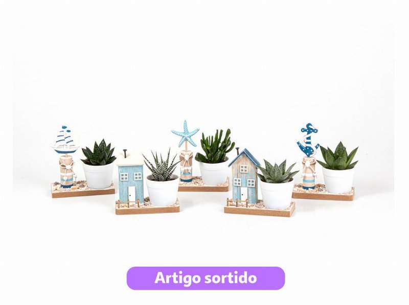 Mini Suculententas Mix Oferta Vaso Cerâmica Vaso 6Cm Modelos Sortidos