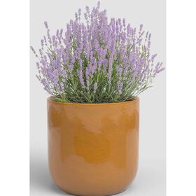 Vaso Redondo Júpiter 16 Cm Amarelo Artevasi